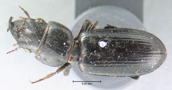 Media type: image;   Entomology 676 Aspect: habitus dorsal view